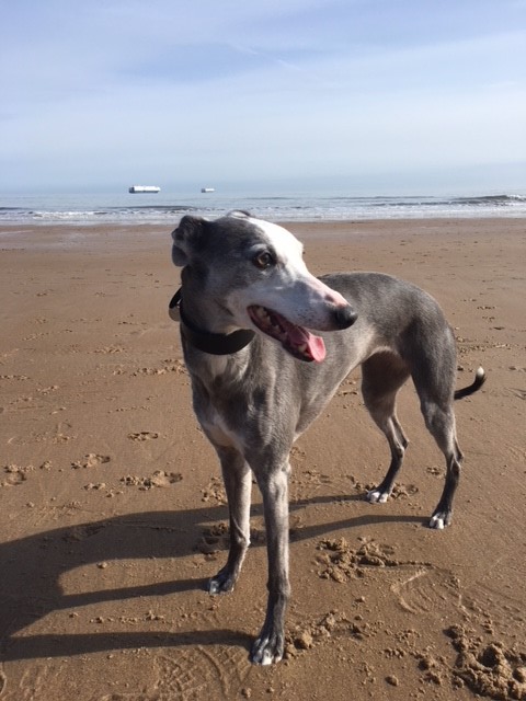 Ruby on the beach